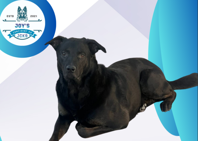Black dog lying on concrete surface. How long does it take to train a dog?