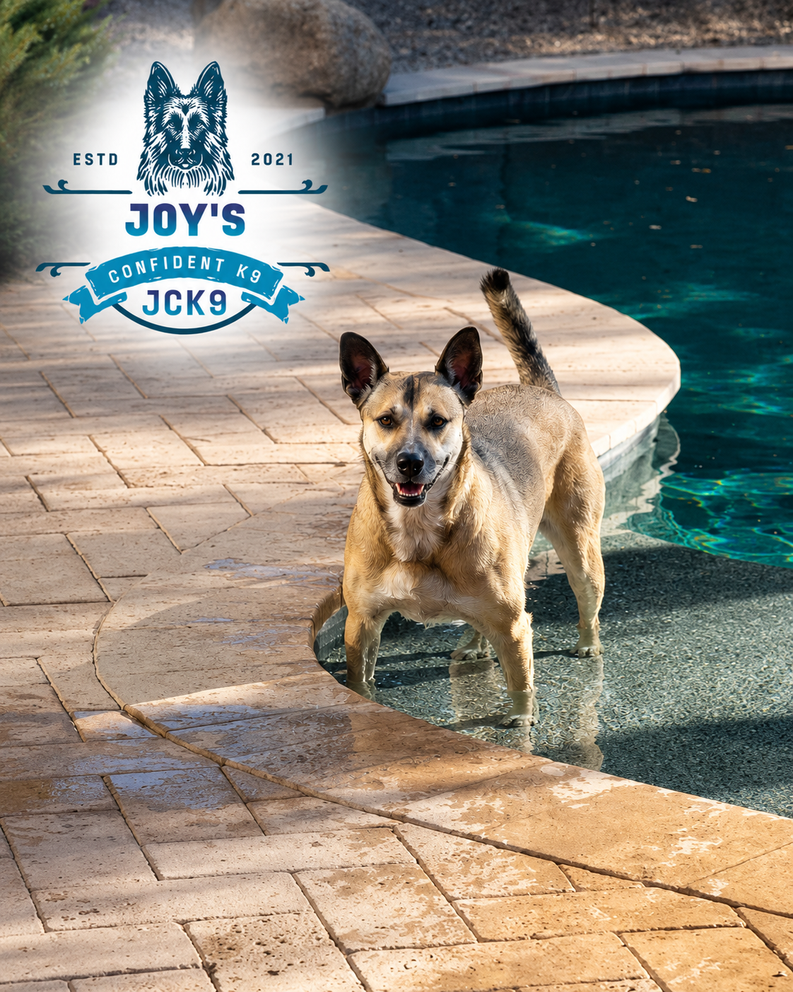 Teach A Dog to Swim